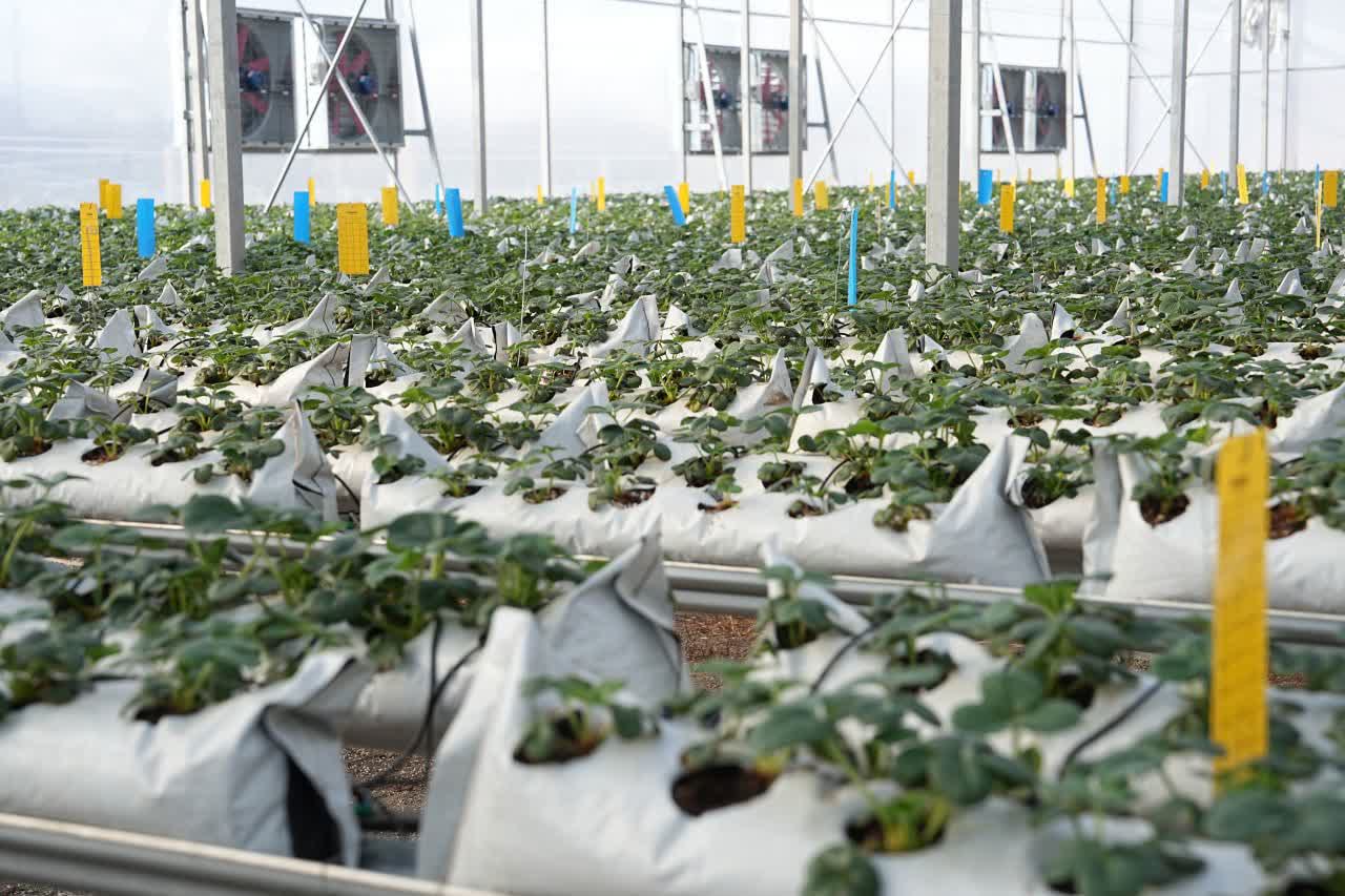 با حضور استاندار آذربایجان‌غربی انجام شد؛ بهره‌برداری از گلخانه هیدروپونیک توت‌فرنگی در ارومیه