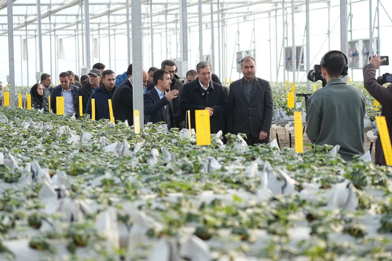 با حضور استاندار آذربایجان‌غربی انجام شد؛ بهره‌برداری از گلخانه هیدروپونیک توت‌فرنگی در ارومیه
