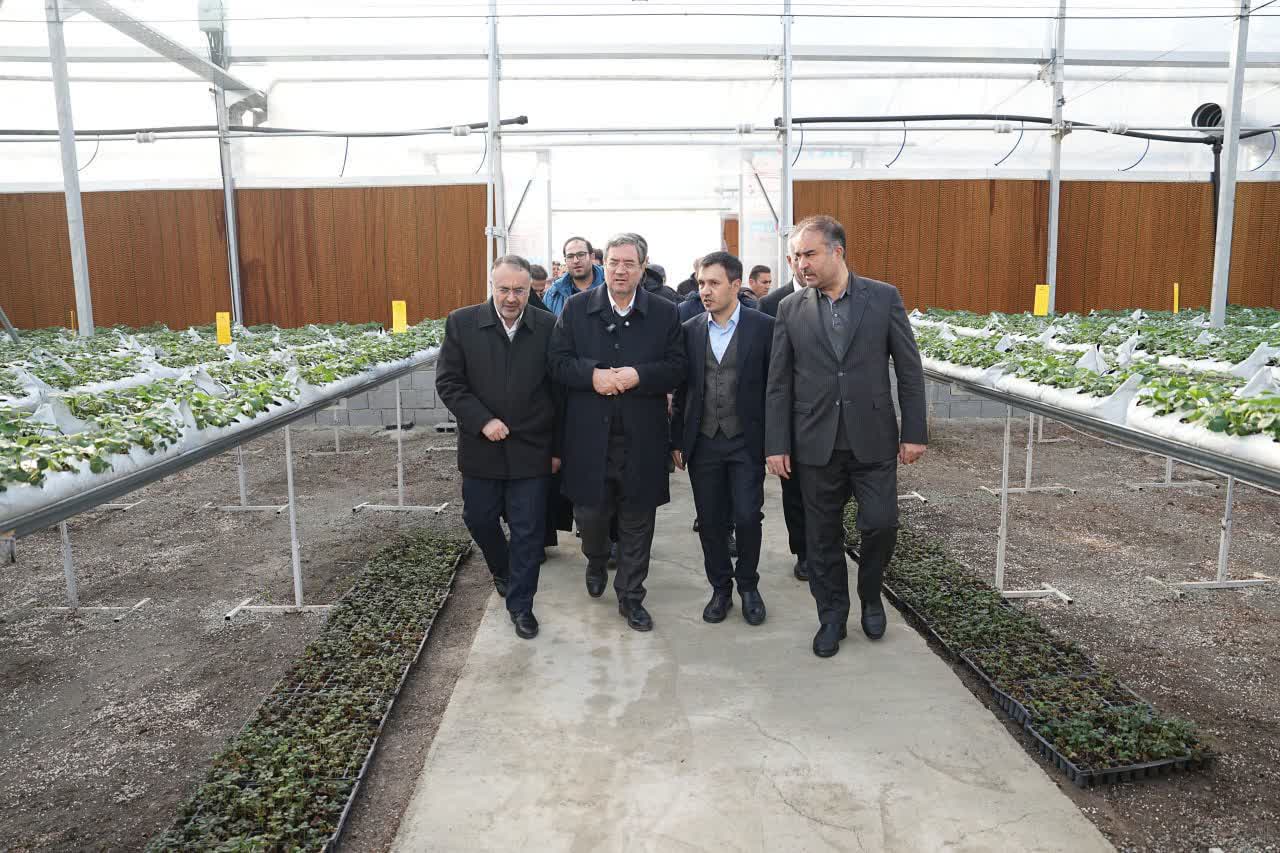 با حضور استاندار آذربایجان‌غربی انجام شد؛ بهره‌برداری از گلخانه هیدروپونیک توت‌فرنگی در ارومیه